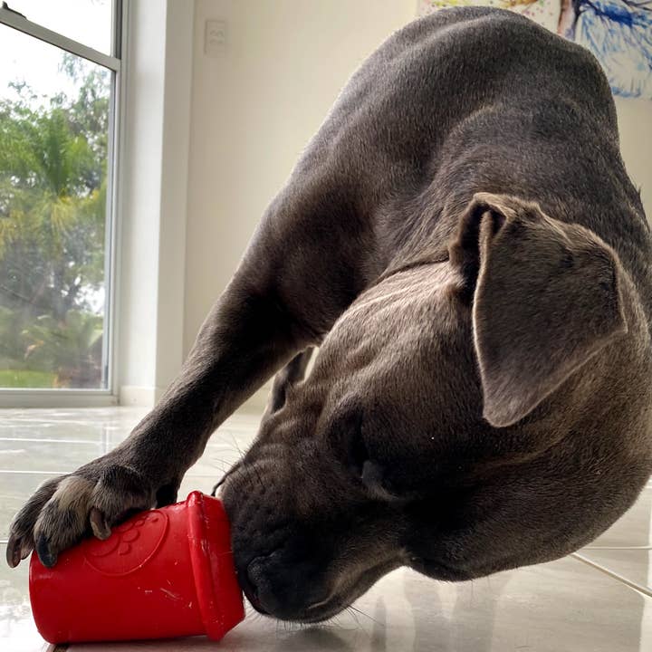 Rover Pet Products - Wholesale - Coffee Cup9