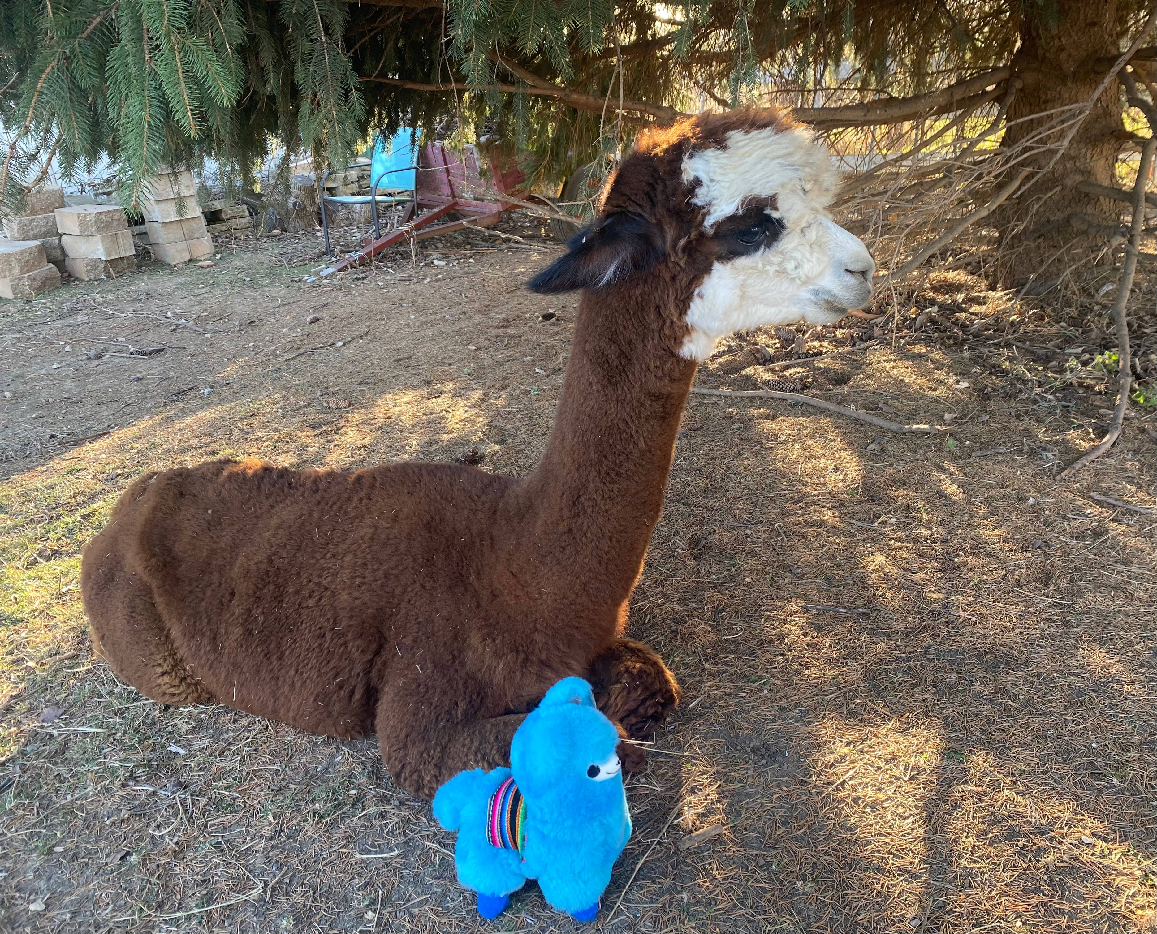 Blossom Inspirations - Wholesale Stuffed/Plush Toy - Kids & Baby - Wawa Kawaii Alpaca Fur Toy6