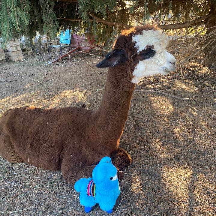 Blossom Inspirations - Wholesale Stuffed/Plush Toy - Kids & Baby - Wawa Kawaii Alpaca Fur Toy6