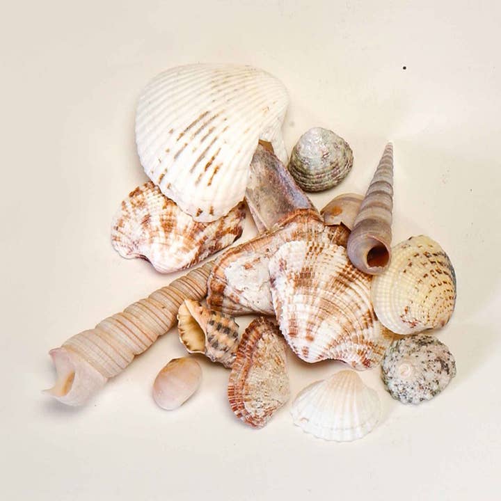 Portofino International Trading, USA - Wholesale Decorative Tabletop Object - Assorted Seashells - 5.25 Ounces0