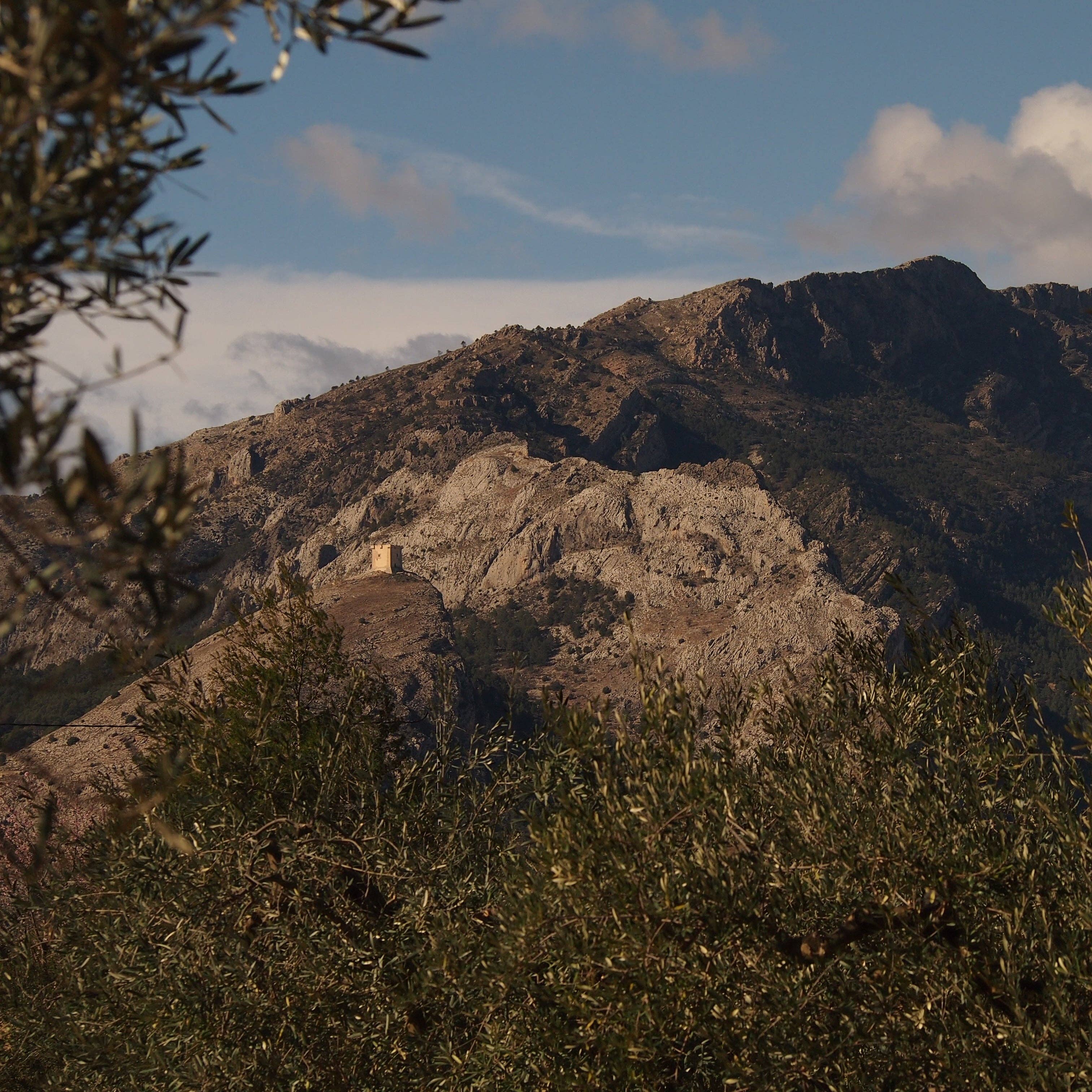 9 Oliveres - Wholesale Olive Oil - 9 OLIVES | PREMIUM | 6 x 250ML7