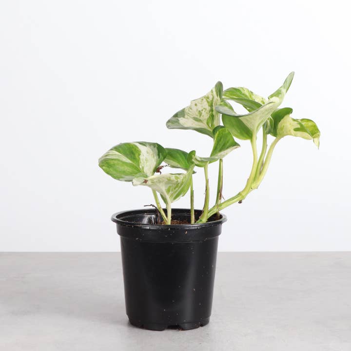 Thorsen's Greenhouse - Wholesale Live Plant - Manjula Pothos - 4" Live Plant8