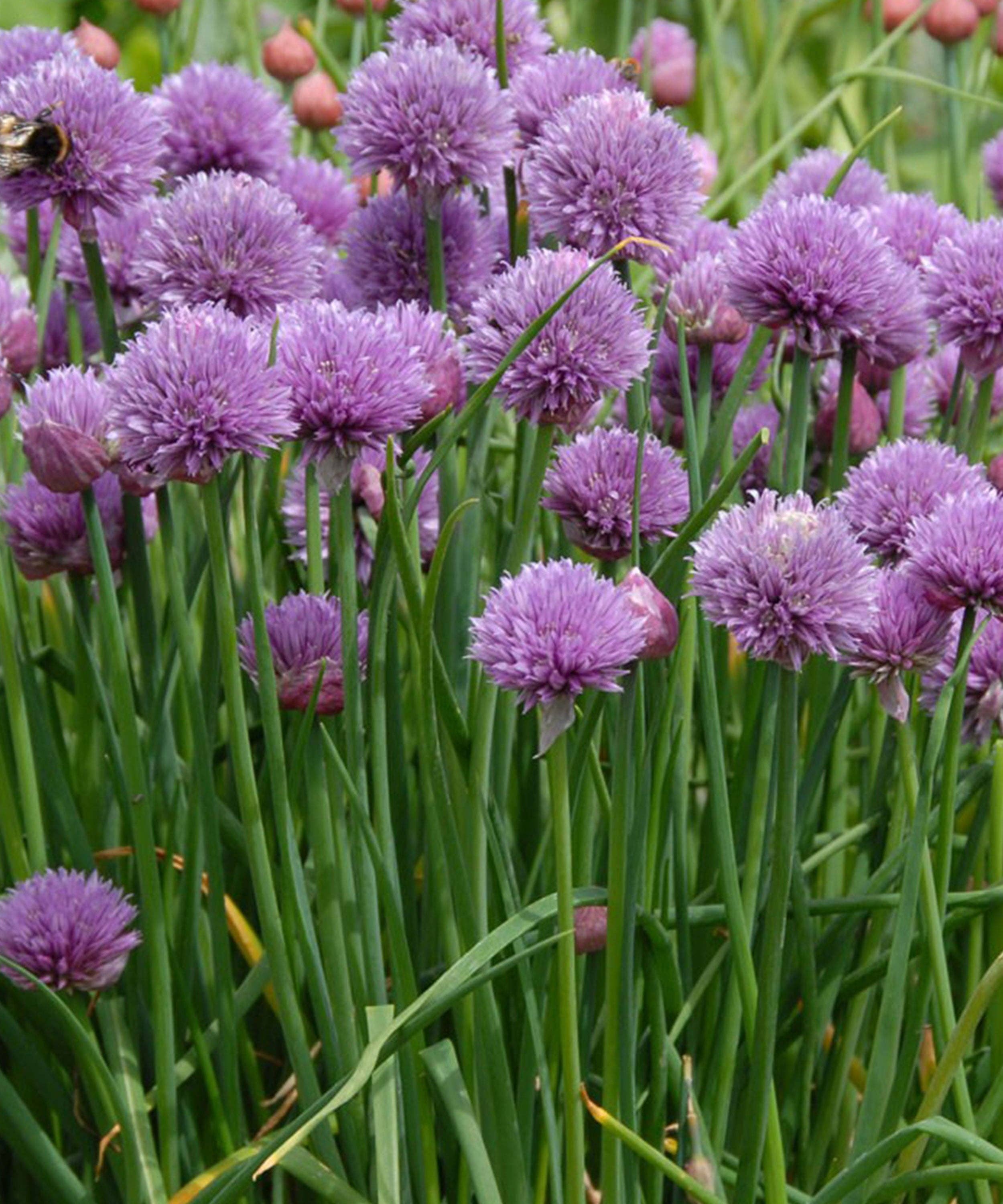 Herboo – wholesale Plant seeds – Chives Seeds1