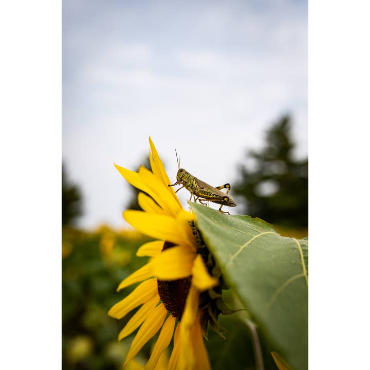 Photography Print "Sunflower Grasshopper" • Insects, Fall for wholesale by Andrea Morris Art