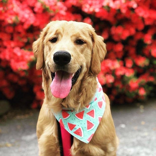 BibbyBubby - Wholesale Pet Bandana - Dog - Mustard Floral Dog Bandana (Snap-on, 3 sizes available)7