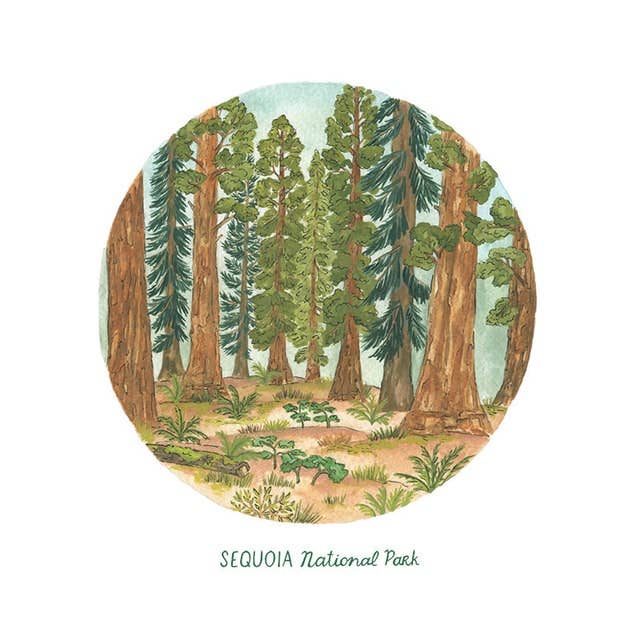 Sequoia Circle Print for wholesale by Erin Vaughan Illustration