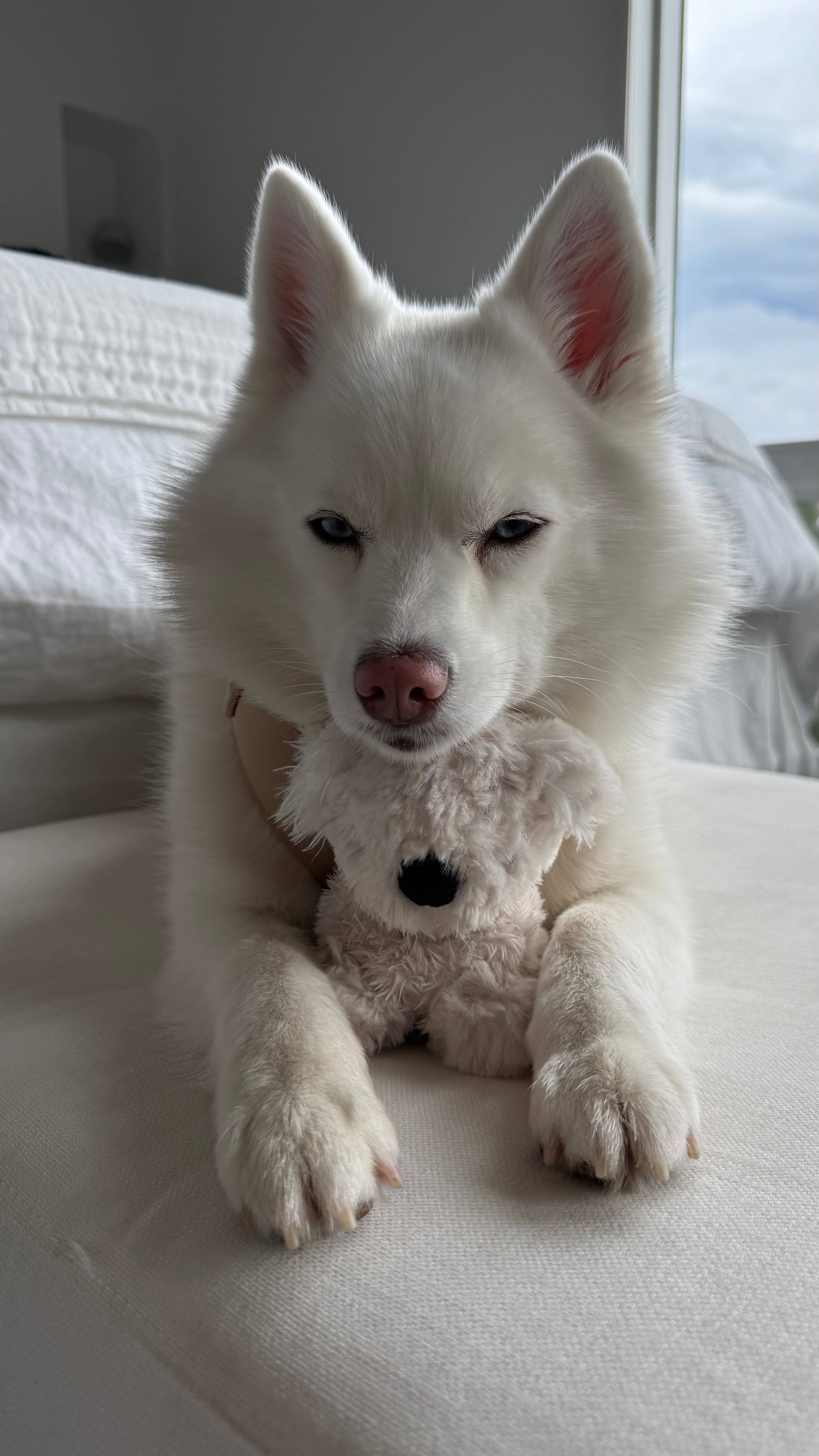 Fur Elise Pets - Wholesale Pet Plush Toy - Dog - Koko Mini Plushie12