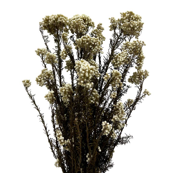 2626 Designs - Wholesale Dried/Pressed Flowers - Preserved Millet ,Rice Flower - Immortelle Flower,Ozothamnu