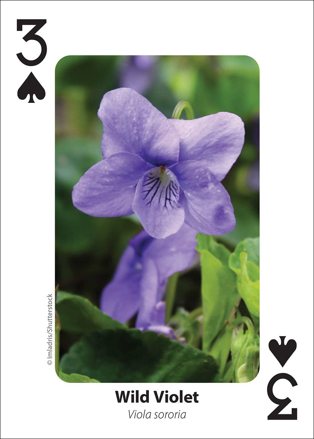 AdventureKEEN - Wholesale Playing Cards - Foraging Playing Cards2