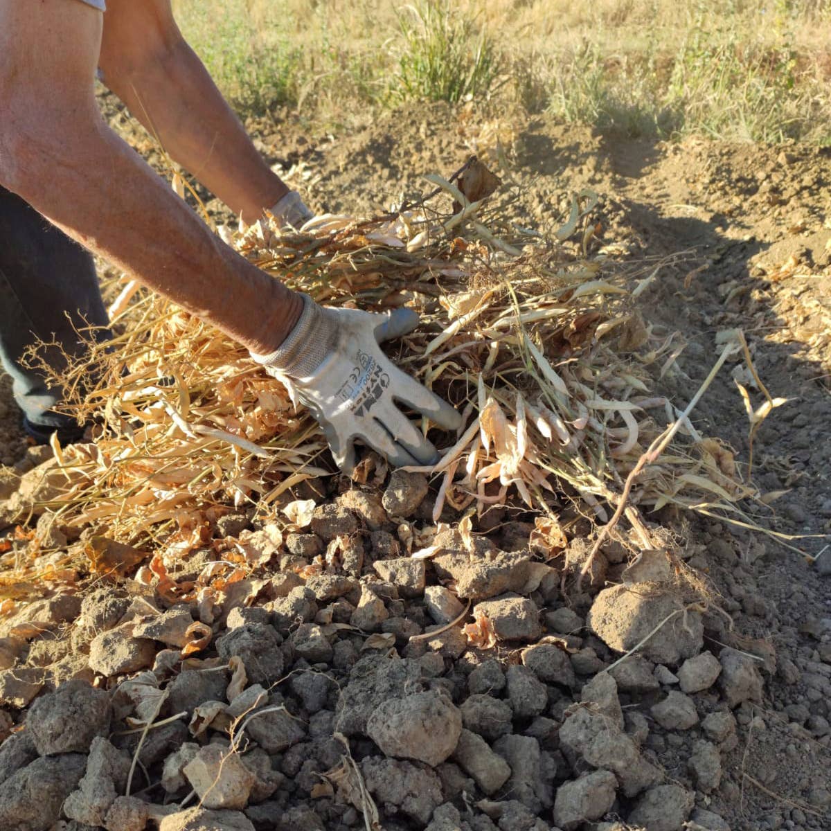 A.G.R. s.r.l. – wholesale Beans – ORGANIC Black Beans 300g. [EU only]1