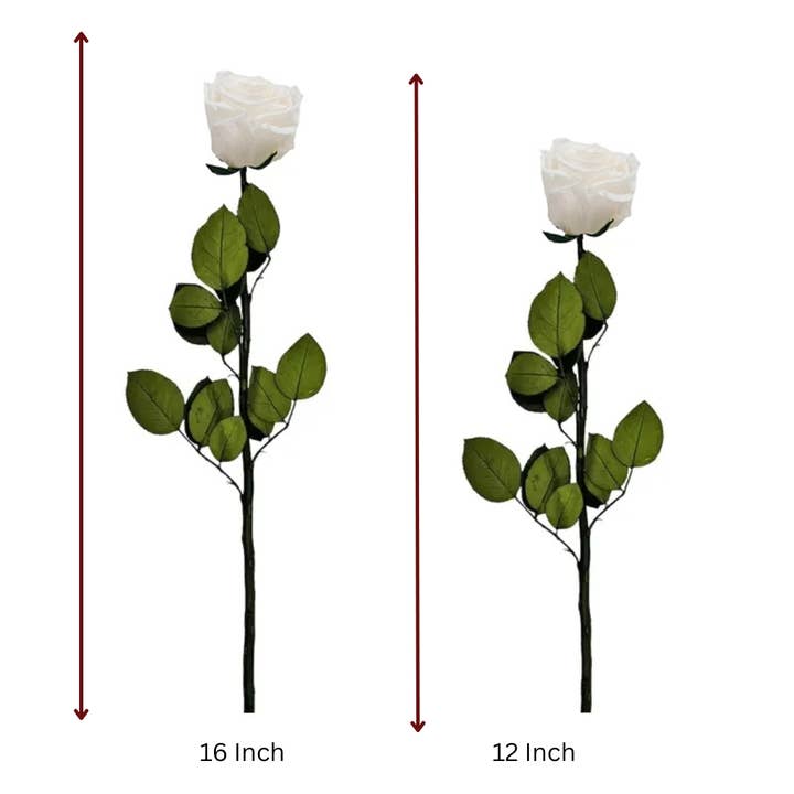 2626 Designs - Wholesale Dried/pressed flowers - 12, 16 Inch Long Premium Preserved Real Red / White Roses 1