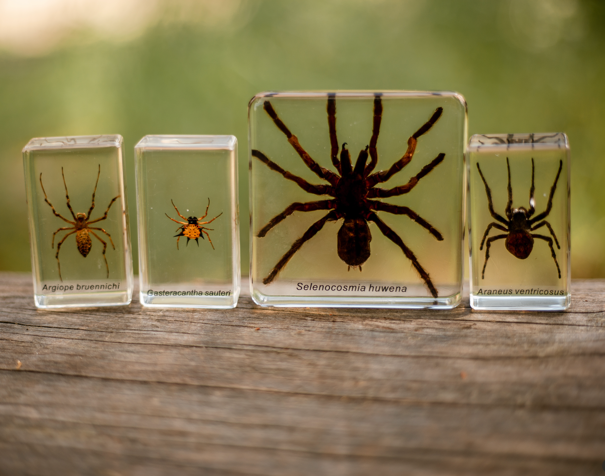 Our Earth Life – wholesale Decorative tabletop object – Spider Specimen Set0