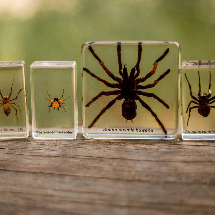 Spider Specimen Set and other Purchase Wholesale unpainted minis. Free Returns & Net 60 Terms on Faire trending on Faire.