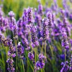 Honeybee Herbs - Wholesale Body Scrub/Exfoliant - Relax and Unwind Salt Scrub3