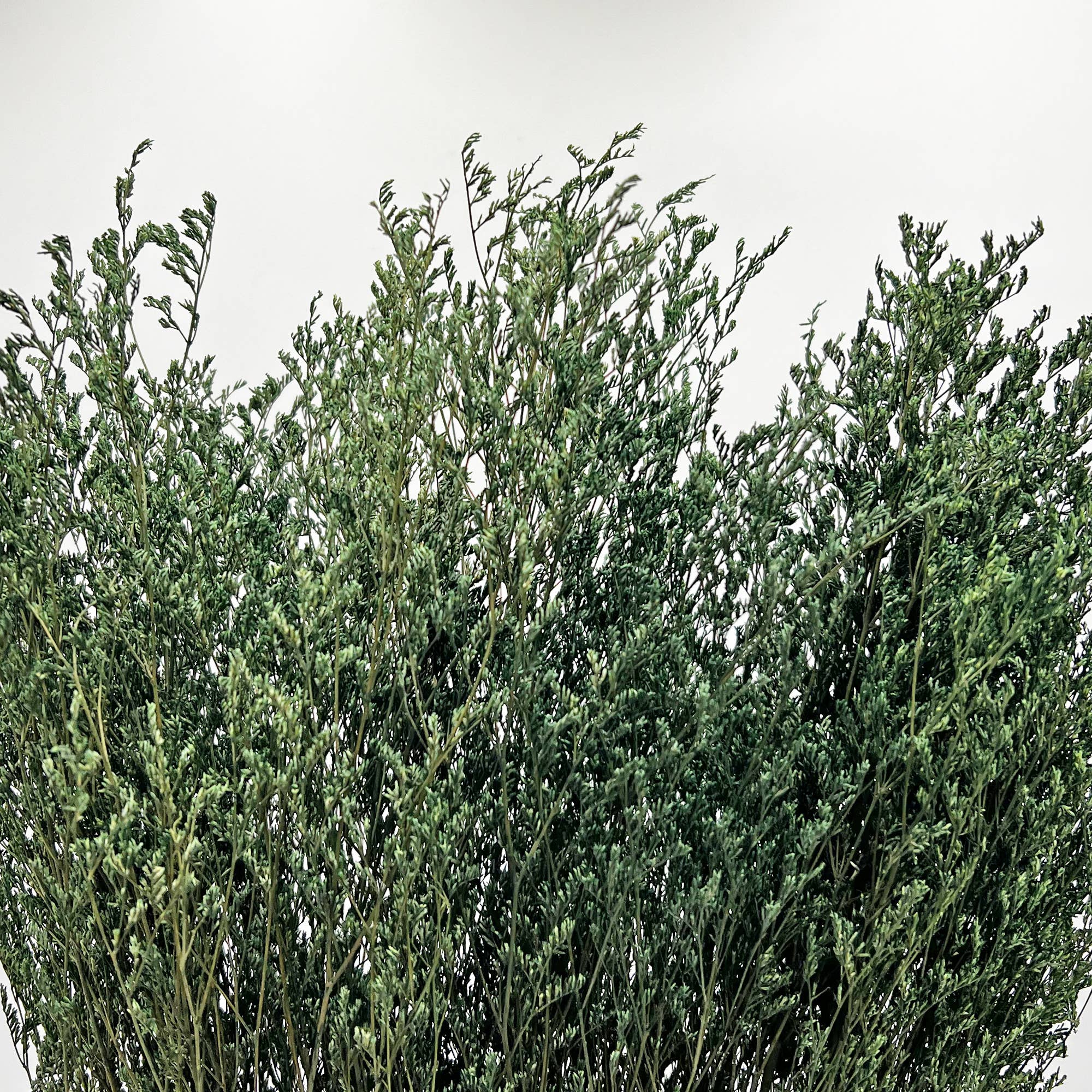 2626 Designs - Wholesale Dried/Pressed Flowers - Dried Preserved Valentin Grass Bouquet 21" Multiple Colors30