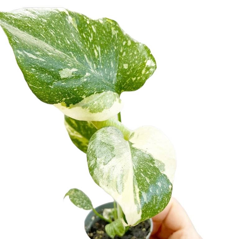 Dutch Flower Lady - Vendita all'ingrosso Piante vive - 10 piante rare di Monstera Thai Constellation in tutto il mondo1