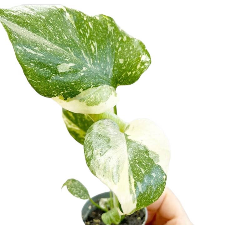 Dutch Flower Lady - Vendita all'ingrosso Piante vive - 10 piante rare di Monstera Thai Constellation in tutto il mondo1