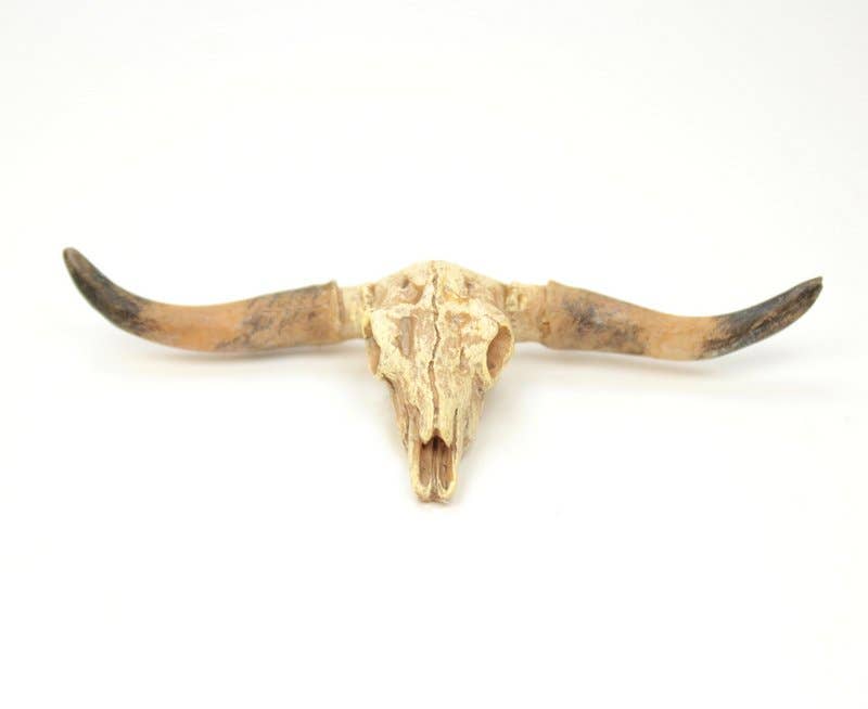 Old West Dry Cattle Skull - #118-1008 for wholesale on Faire