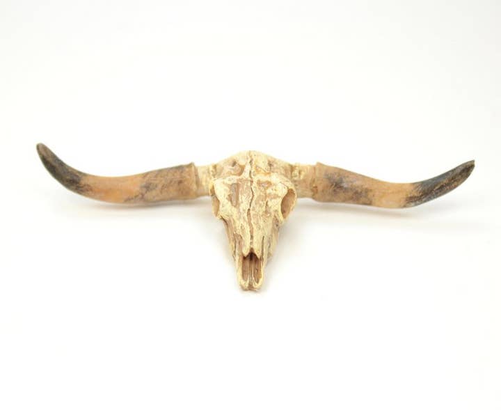 Old West Dry Cattle Skull - #118-1008 for wholesale on Faire0