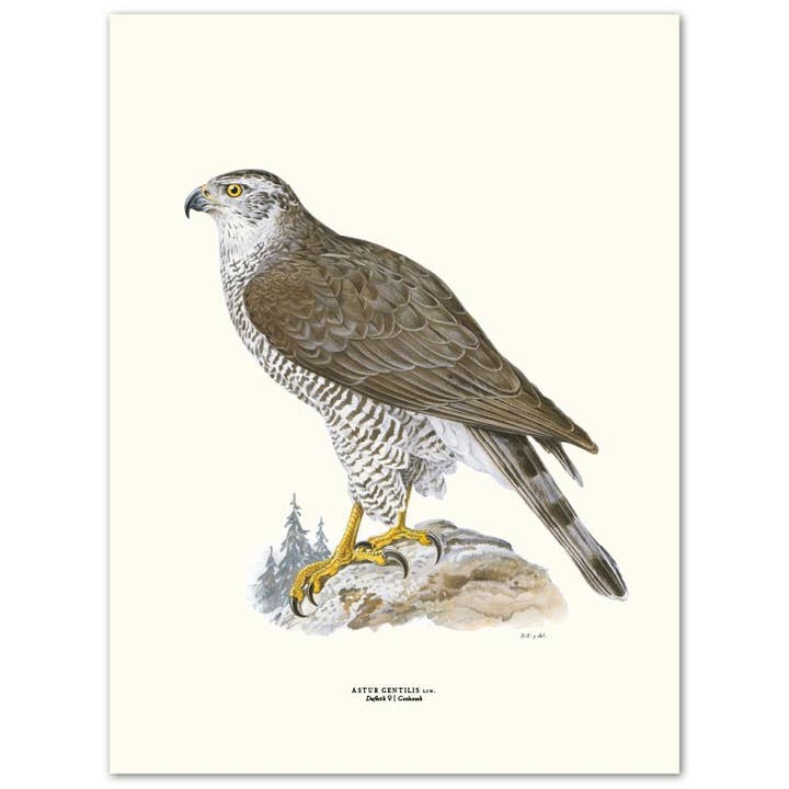 Póster Pigeon Hawk para venta al por mayor de Gullers Trading AB