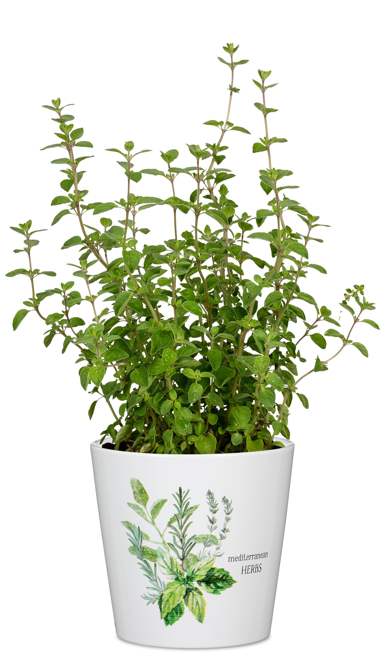 Mediterranean Flower pot/Planter 778 made of ceramic for wholesale on Faire1