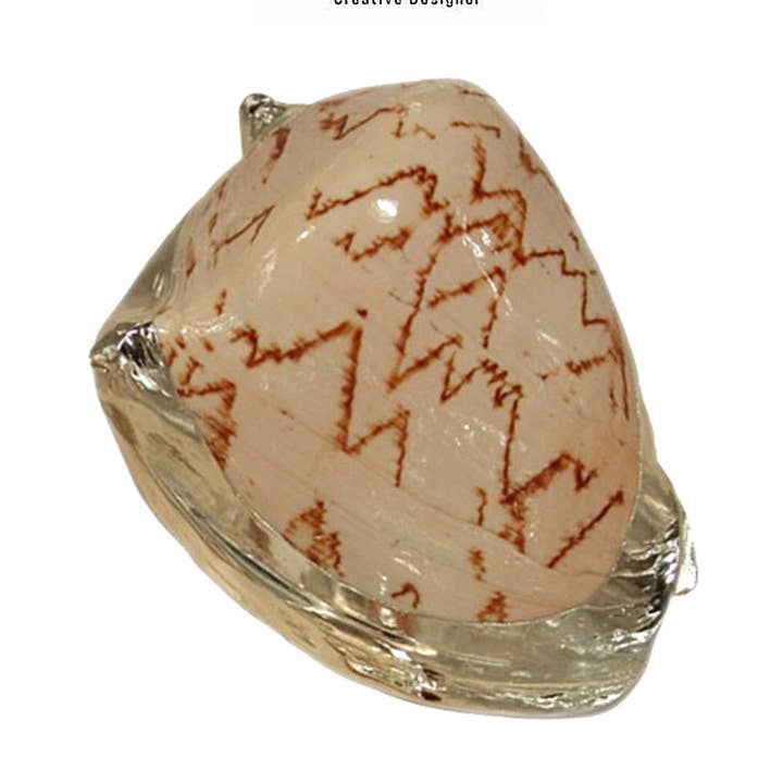 Cod.96511 Noble volute bordered with silver for wholesale by I Gioielli del Mare di Salvatore Esposito