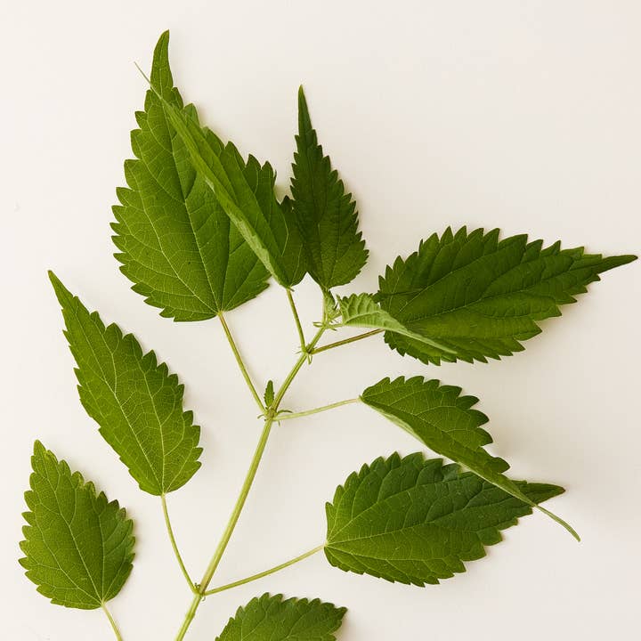 Under Luna - Wholesale Hair Conditioner - WHS - LUNA CLEAR CONDITIONER, 9.5 OZ.3