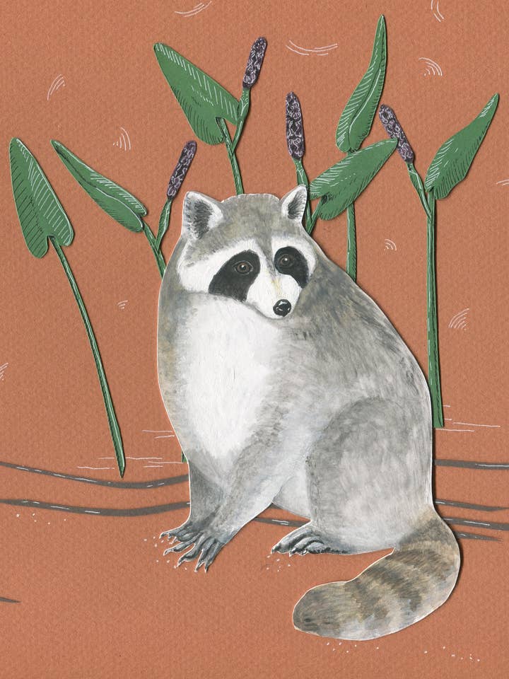 Raccoon Blank Greeting Card, 4.25" x 5.5" for wholesale by Johanna Finnegan-Topitzer