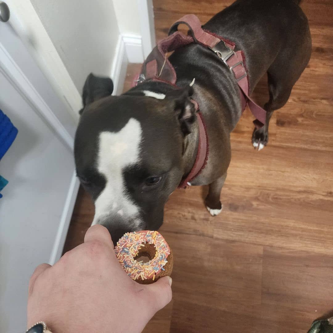 Power “Pup” Treats - Wholesale Pet Treats - Dog - Doggy Donuts (3 Pack)3