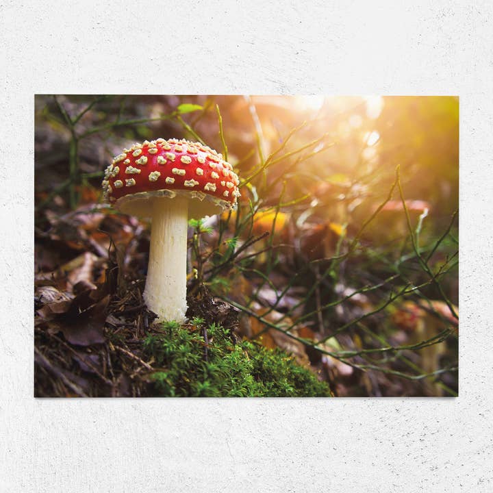 Carte postale forêt d'automne A6 champignon pour la vente par Justepixx