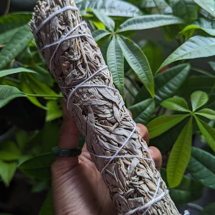 808 Company – wholesale Sage bundle – White Sage - 9"