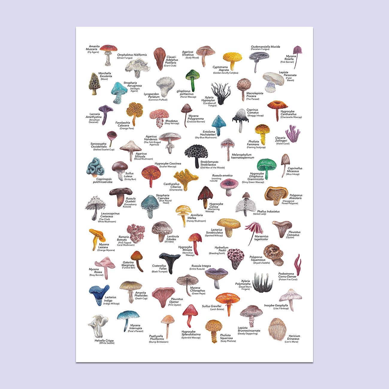 Lucy Locks Art - Wholesale Art Print - Mushroom A3 Print1