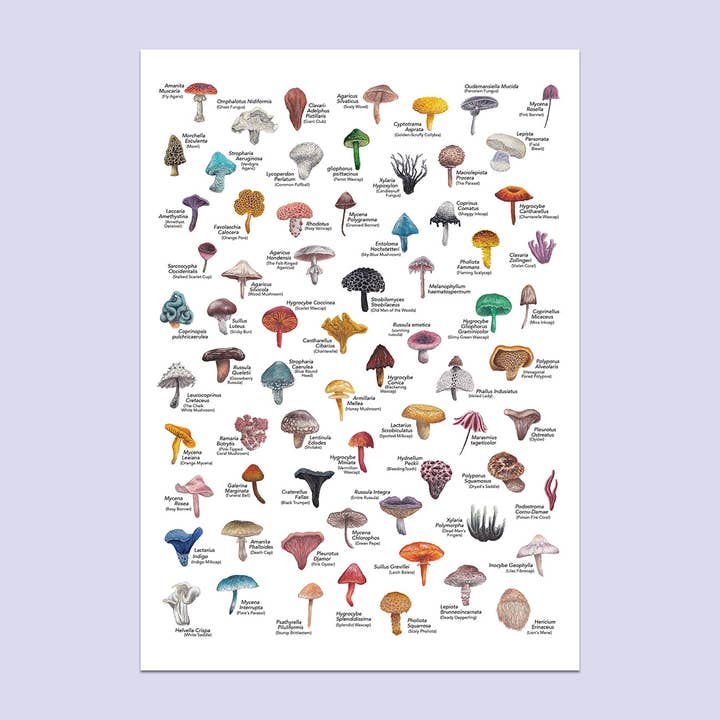 Lucy Locks Art - Wholesale Art Print - Mushroom A3 Print1