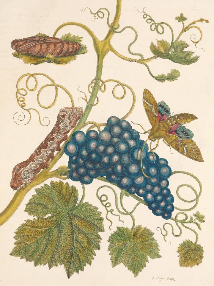 Postkarte Blaue Trauben mit Insekten (240909) für den Großhandel von The Knowledge of Things by Catch Publishing