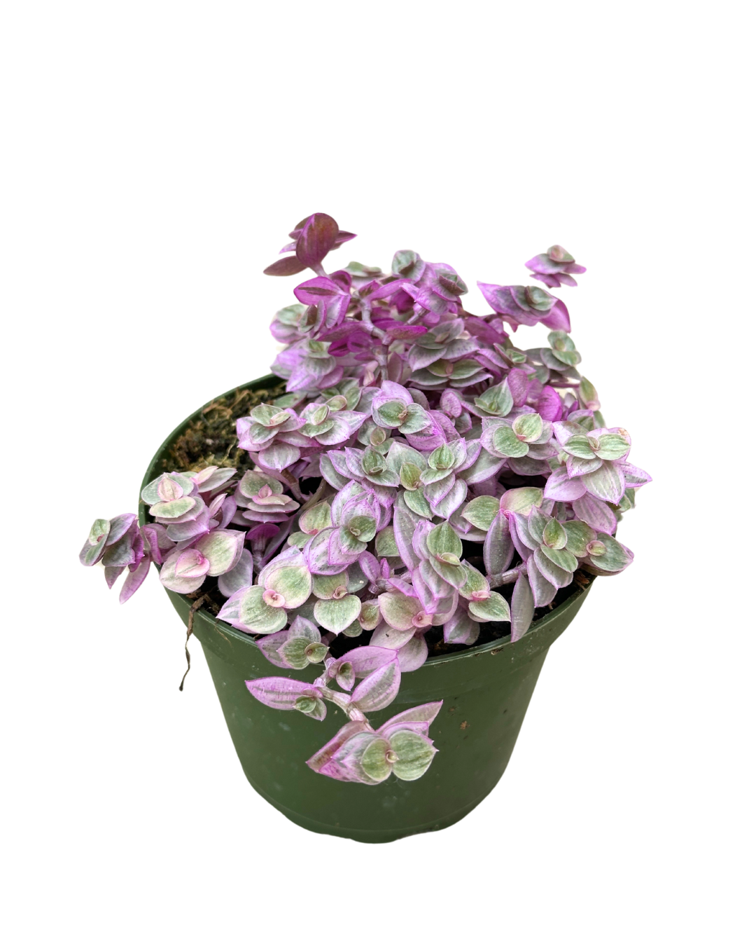 Flow State - Wholesale Live Plant - 4" Tradescantia 'Pink Lady' - Wholesale Live Houseplant2