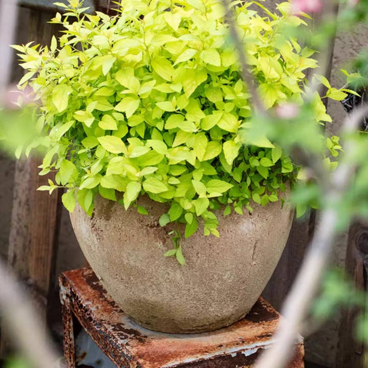 Rustic Reach - Wholesale Plant Pot - Distressed Cement Plant Pot