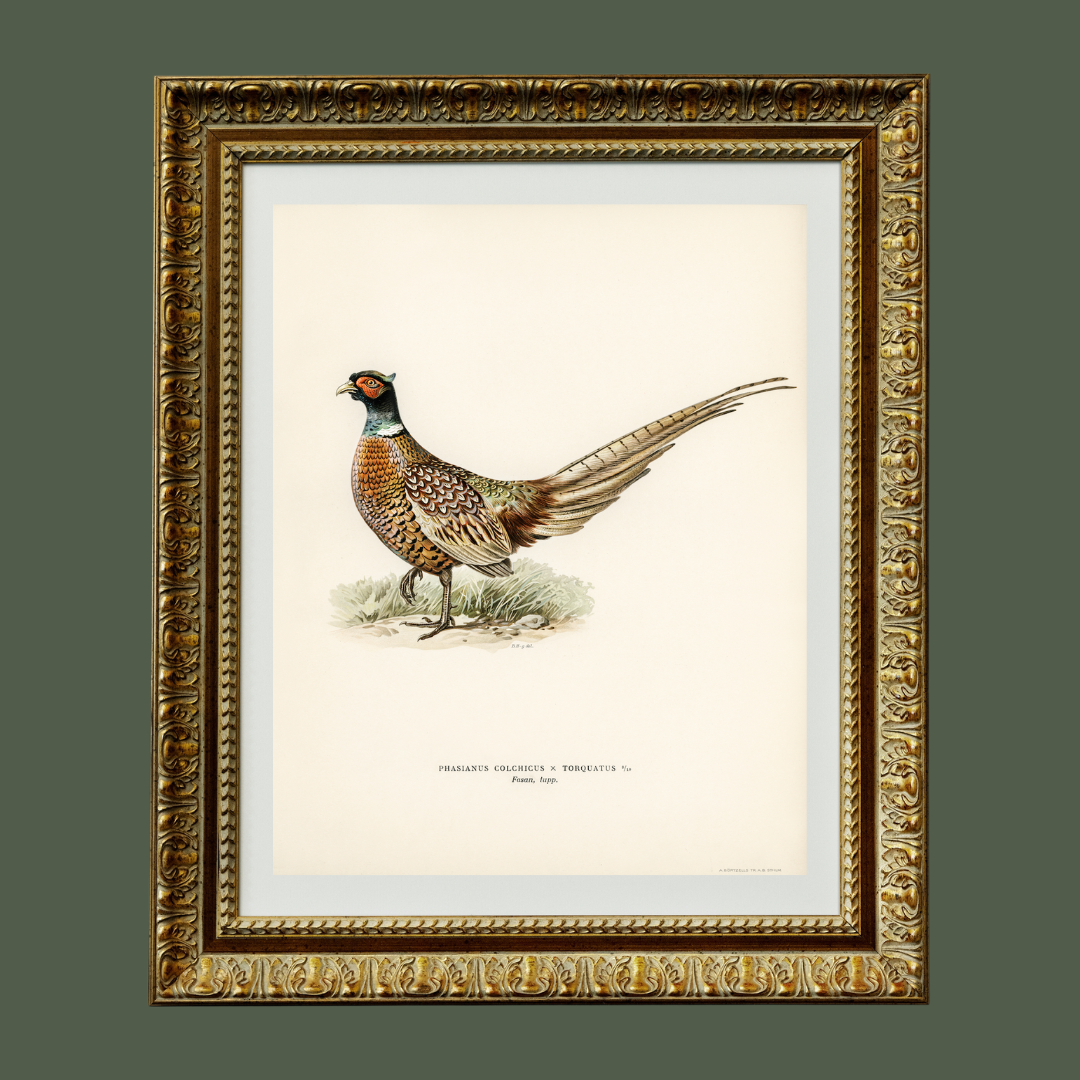 Sea to Skye - Wholesale Art Print - Pheasant Antique Art Print5