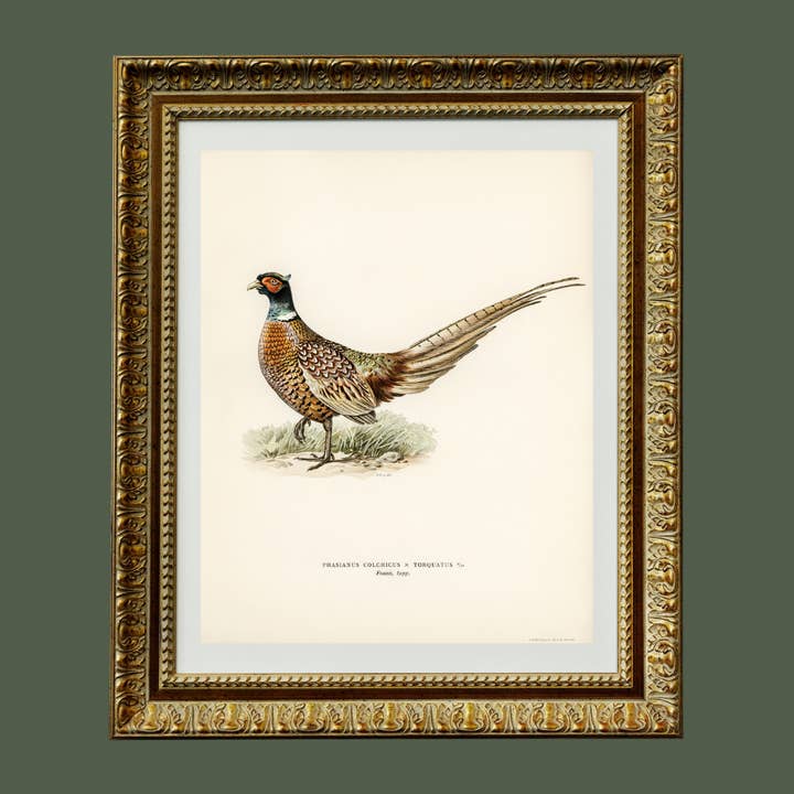 Sea to Skye - Wholesale Art Print - Pheasant Antique Art Print5