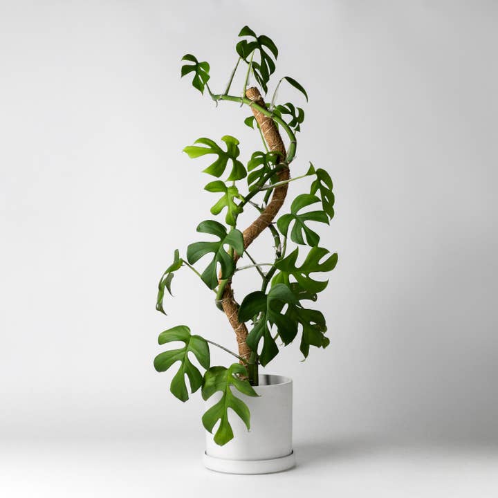 24"/32"/40 Bend & Stackable Coco Coir Pole for Plant Support and other Purchase Wholesale pole. Free Returns & Net 60 Terms on Faire trending on Faire.