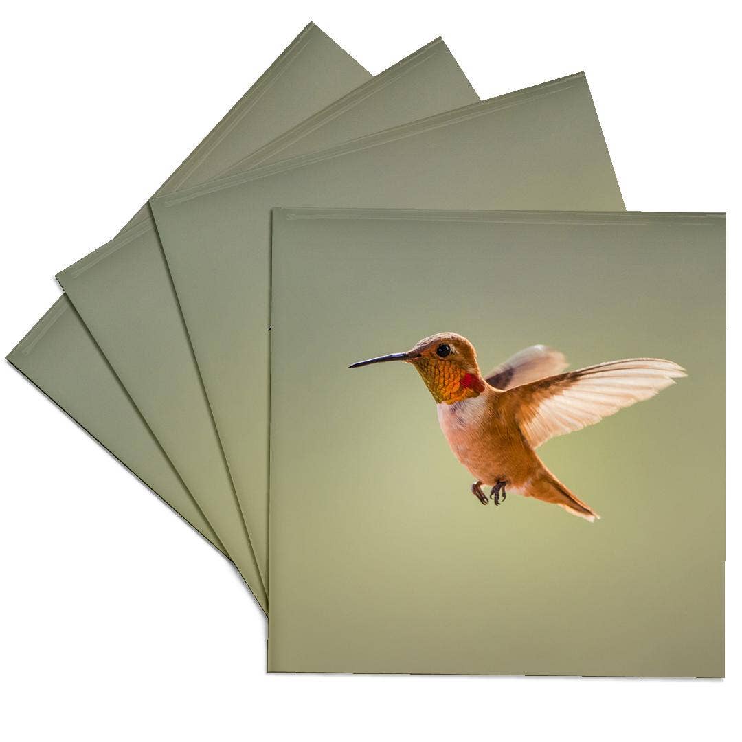3dRose – wholesale Coasters – 3dRose, Rufous hummingbird, Selasphorus rufus. , Coaster0