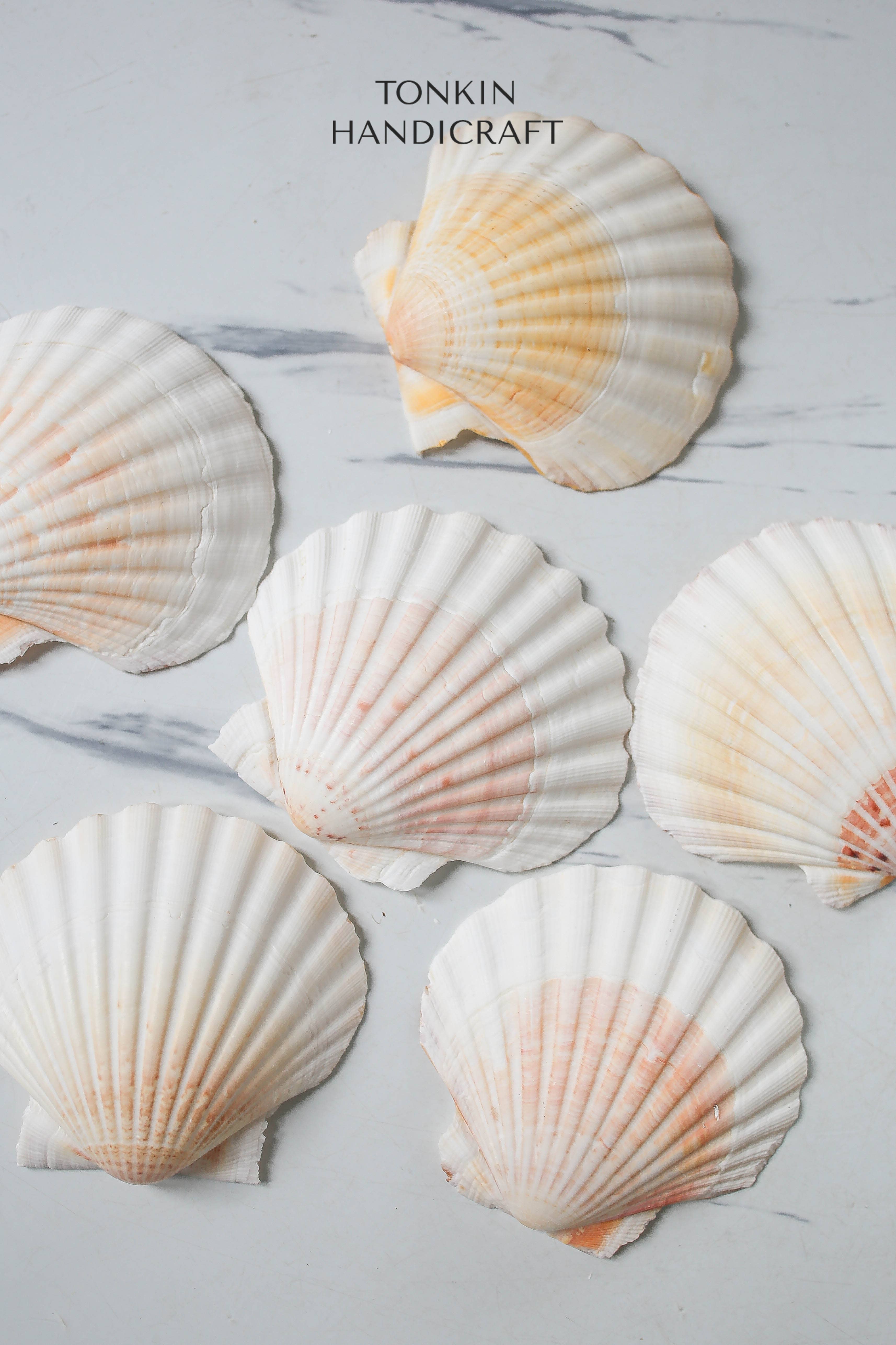 Tonkin Handicraft - Wholesale Decorative Tabletop Object - Bulk Large Reel Scallop Shells6