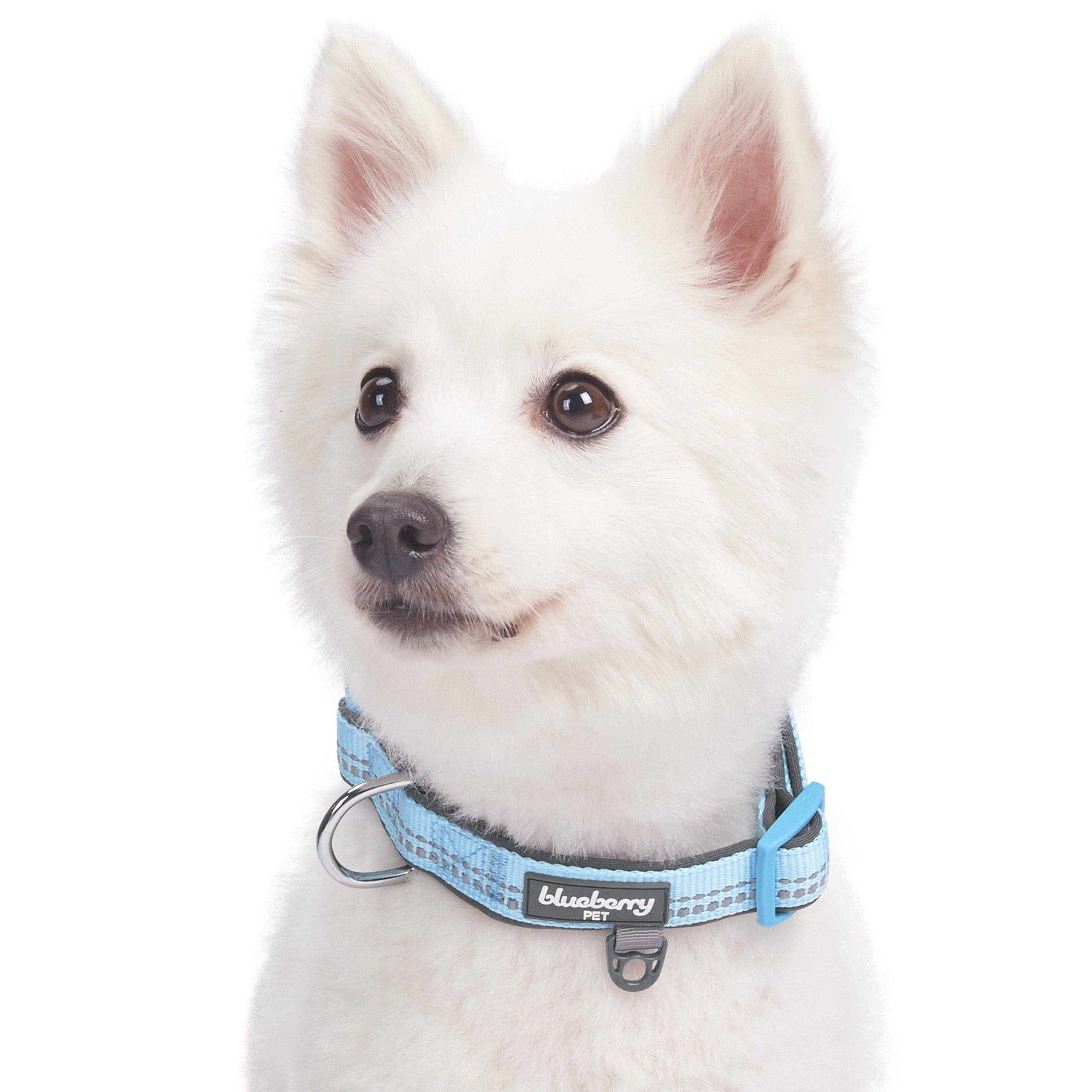 Blueberry Pet - Vente Collier – chien - Collier de sécurité rembourré en néoprène souple réfléchissant 3M45