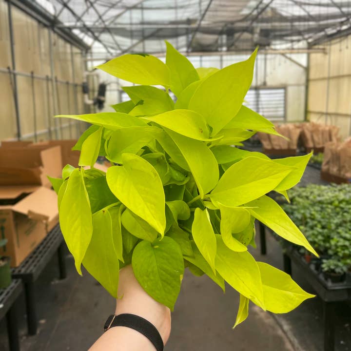 Thorsen's Greenhouse - Wholesale Live Plant - Neon Pothos Plant - Live Plant