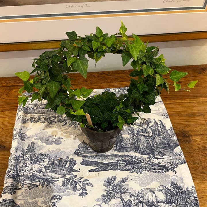 Sunrise Topiaries - Wholesale Live Plant - English Ivy Ring in 5 inch pot1