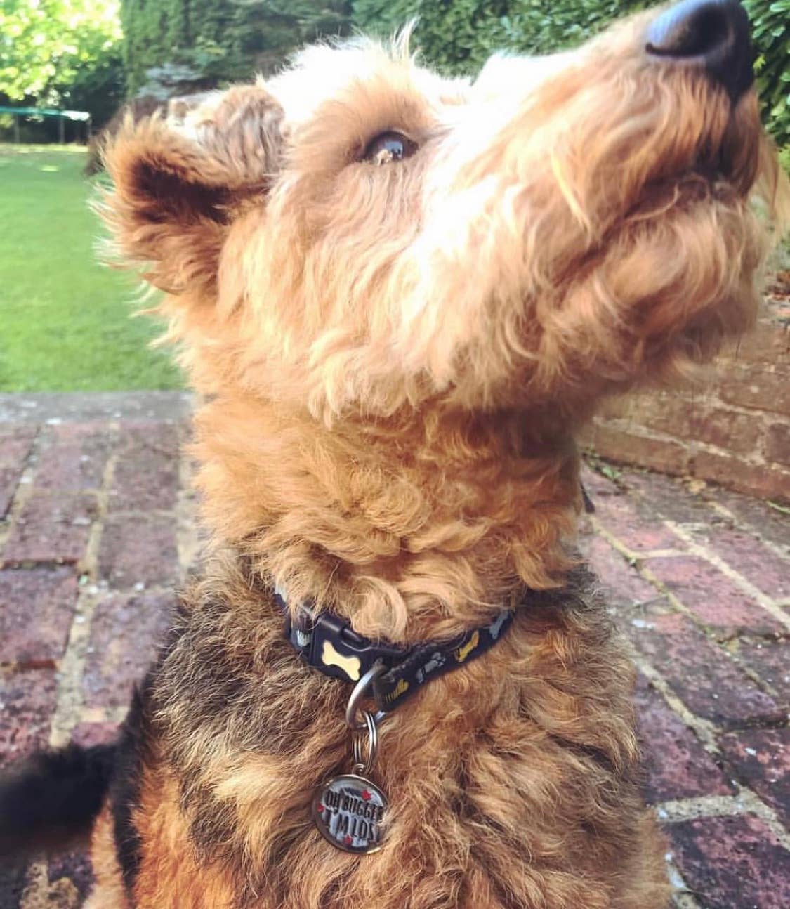 Sweet William Designs - Vendita all'ingrosso Etichetta per collare - Cani - Targhetta identificativa per cani - «Oh Bugger I'm Lost»6