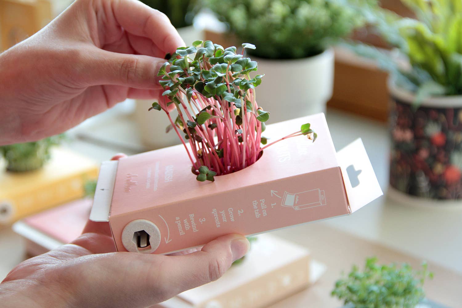 Scrollino - Wholesale DIY Craft Kit - Kids - Original Activity & Growing Kit - Scrollino Radish Sprouts2