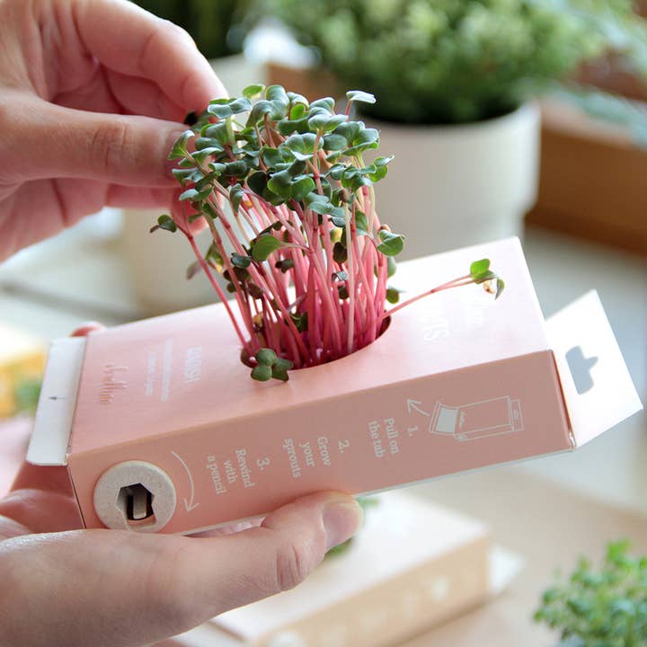 Scrollino - Wholesale DIY Craft Kit - Kids - Original Activity & Growing Kit - Scrollino Radish Sprouts2