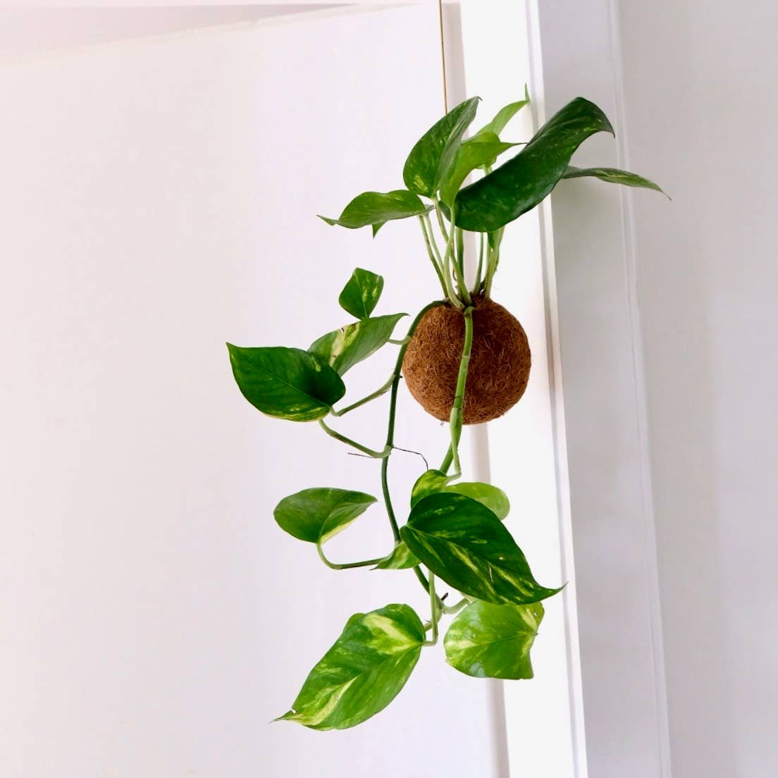 Kokedami Plants – Engroshandel Ægte plante – Kokedama Planteblanding5