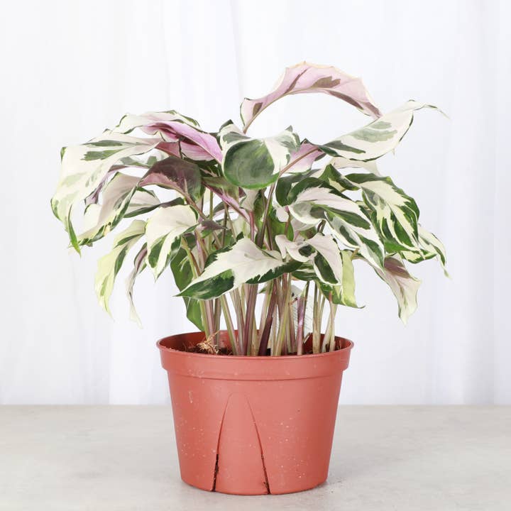 Thorsen's Greenhouse - Wholesale Live Plant - Calathea 'Stella' - Live Plant