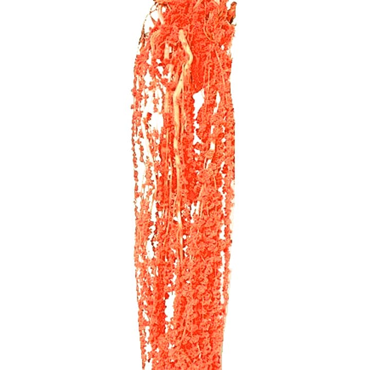 Botanico Ltd. - Wholesale Dried/Pressed Flowers - Amaranthus Preserved